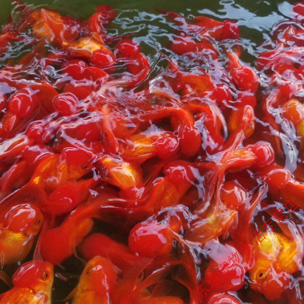 天弗狮子头金鱼国狮红狮头鱼苗黒狮头渔场金鱼观赏鱼大脑袋淡水冷水鱼