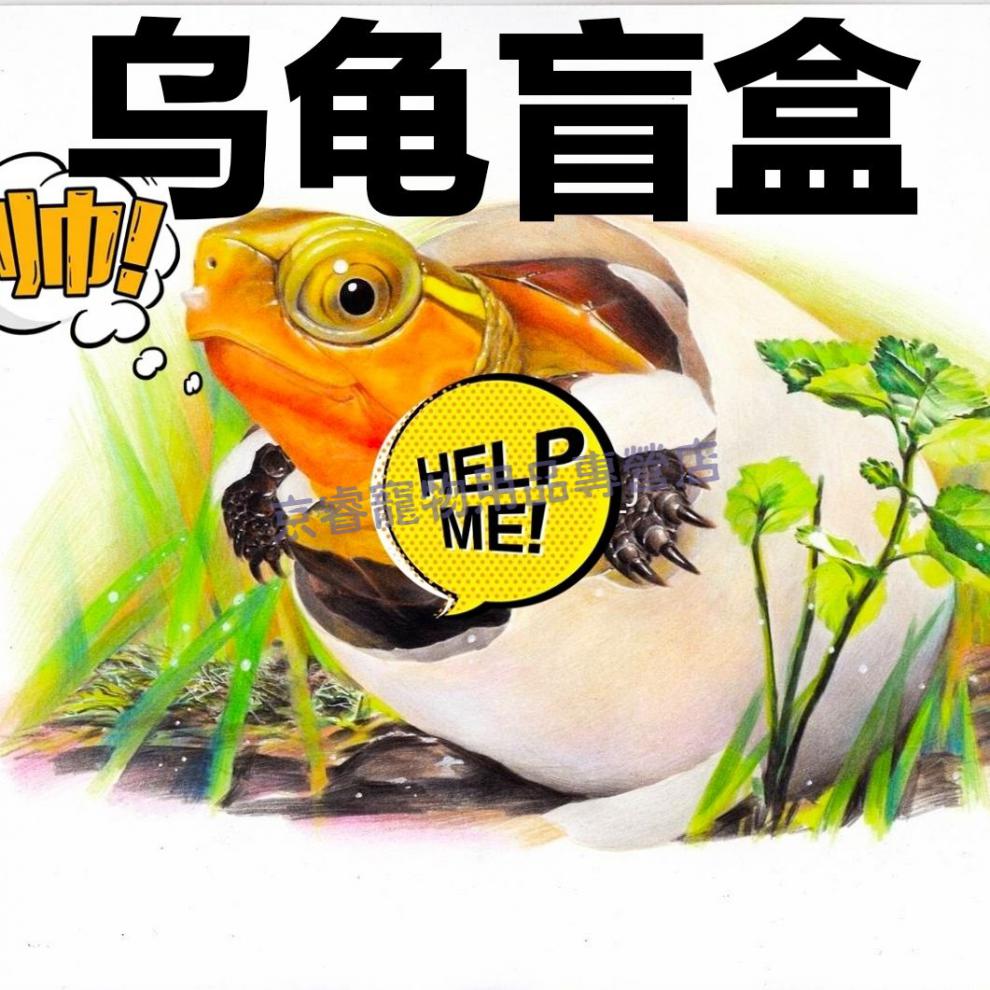 乌龟盲盒活乌龟盲盒有缘人的乌龟活物盲盒 小试牛刀盒 收藏加购送粮