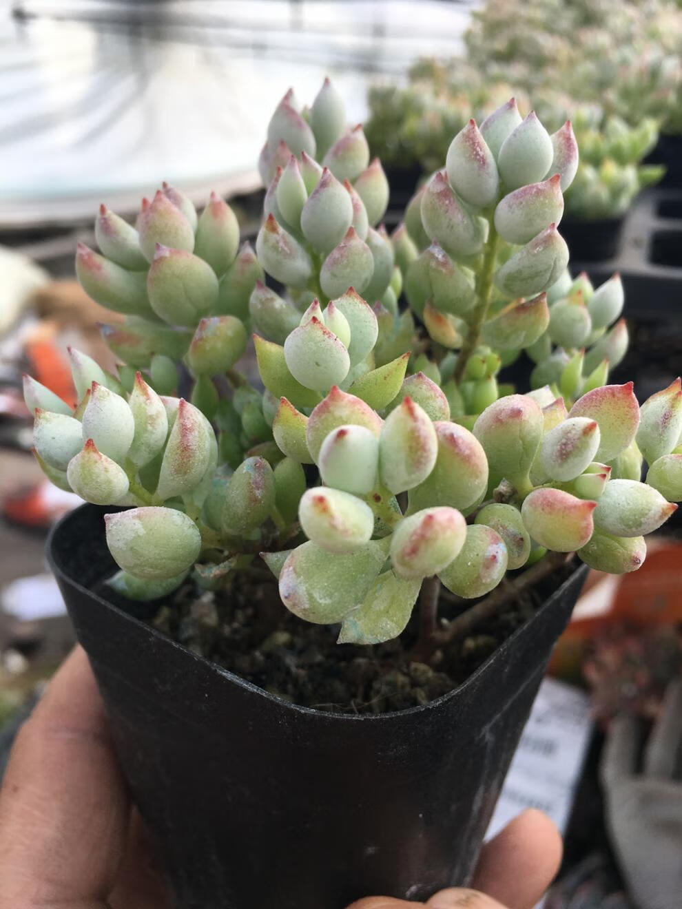 小米(mi)生态米家通用多肉植物达摩福娘多肉植物达摩福娘带香味肉肉