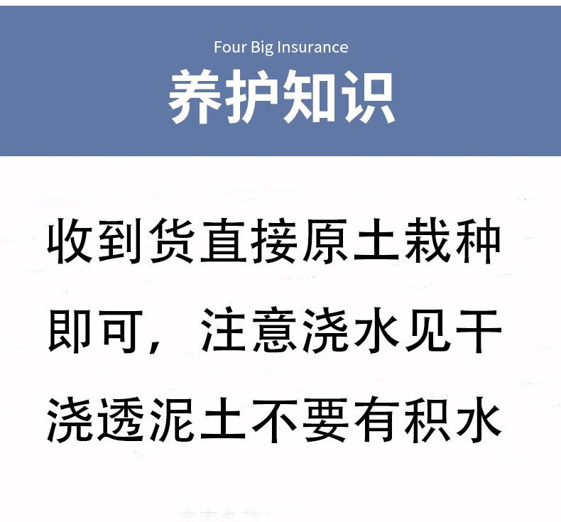 10，玫瑰花苗老樁月季特大植物室內外盆栽陽台四季開花卉不斷好養易活 香格裡拉包對版四季開花+肥料 不含盆