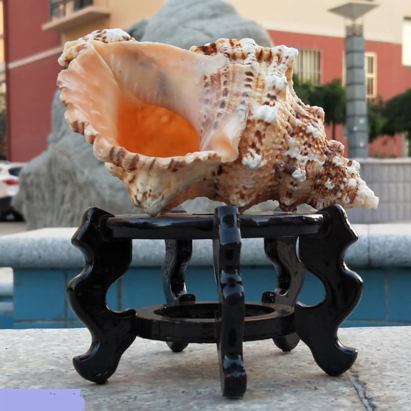 家居 贝壳工艺品超大号海螺摆件天然大海螺贝壳家居鱼缸造景海螺音响