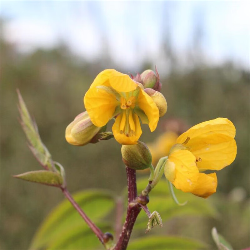 蛇灭门子驱虫驱蚊草子草子 100克【图片 价格 品牌 报价】-京东
