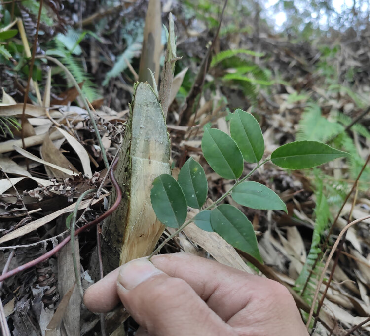 伟博 毛冬青根 纯根 细叶毛冬青新鲜毛东青中药材六月霜500克干品