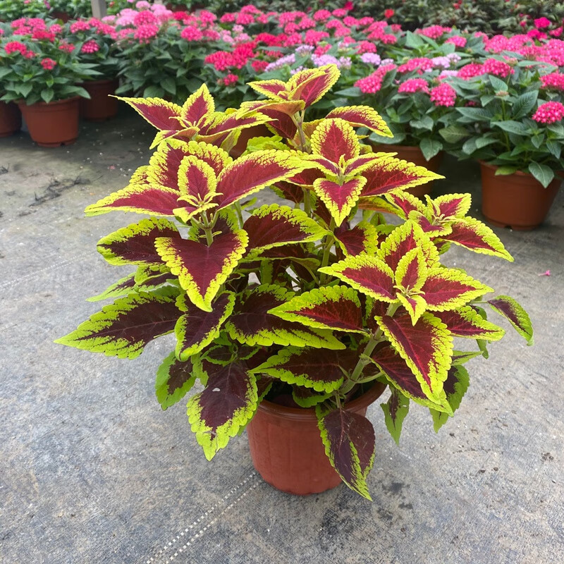 绿化庭院 室内美化 彩叶草盆栽七彩变色喜阳耐晒绿植室内外阳台庭院