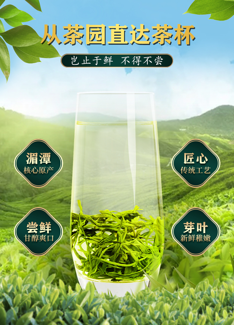 云贵山绿茶毛峰茶叶2022新茶湄潭特产特产高山云雾茶毛尖嫩芽散装250g