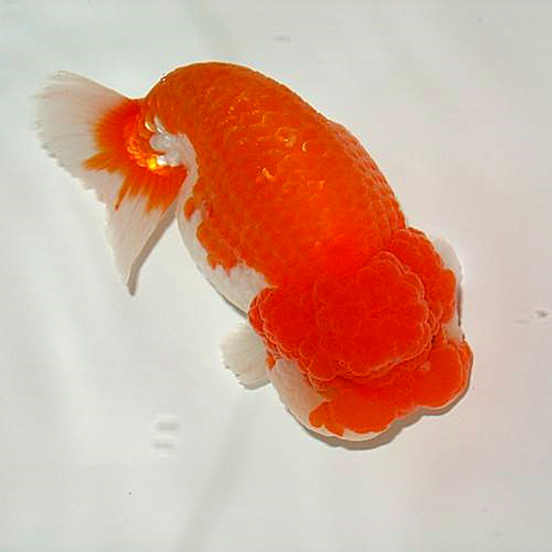 金鱼活体活物潘氏小尾奶牛精品兰寿鱼苗冷水观赏鱼庭院风水鱼运输包活