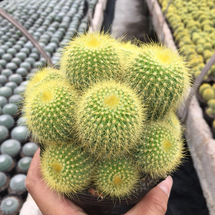 仙人球多头金丝猴室内易养美观仙人掌科多肉植物阳台盆栽 单头金丝猴