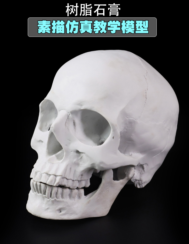 11树脂石膏骨骼头绘画人头骨艺用人体肌肉解剖骷髅头骨模型美术高155