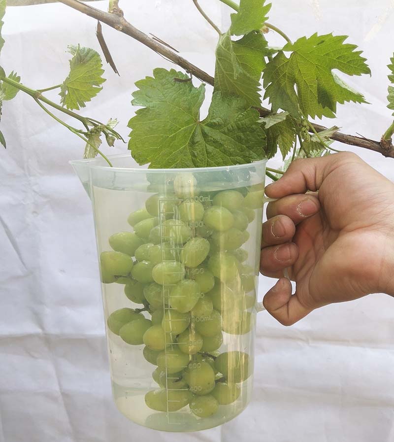 葡萄蘸药神器葡萄喷药器膨大剂浸果杯浸果神器拉穗器蘸药杯沾药器 8个