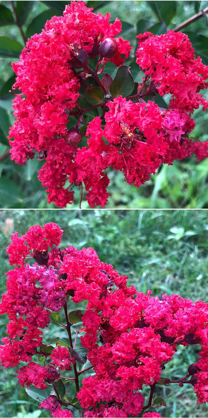 美国红火箭紫薇树苗大苗庭院别墅花园景观苗木花卉植物风景树四季 红
