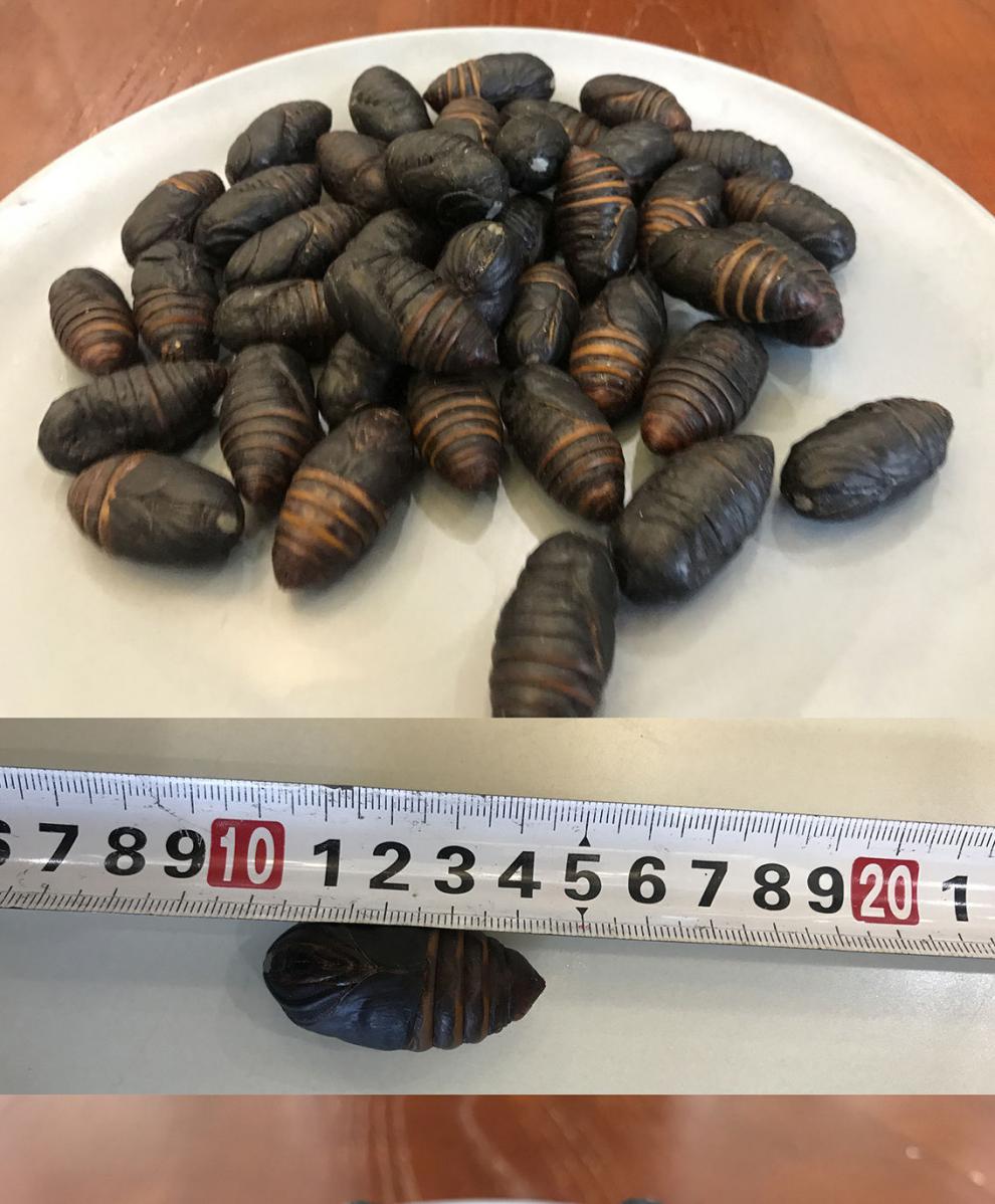 蚕蛹鲜活 东北特产柞蚕蛹 黑茧蛹 蝉蛹 新茧蛹 黄茧蛹500g2斤 黑蛹(3
