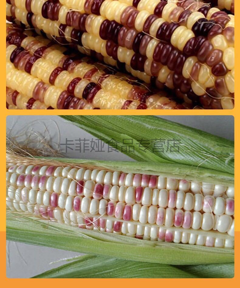 苏北花糯玉米彩色紫色新鲜现摘农家甜糯玉米生水果玉米棒带皮整箱10斤