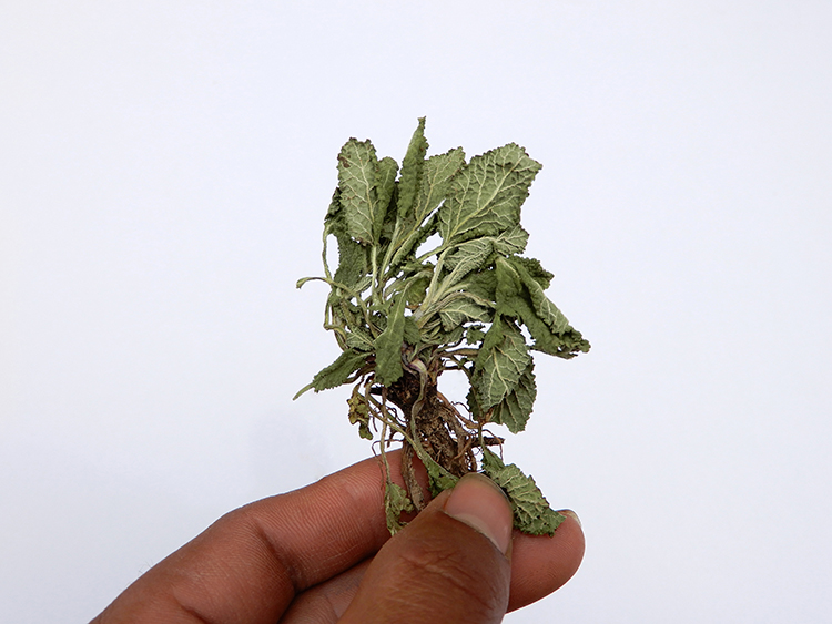 康中尊野生蛤蟆草整棵晒干全草带根新鲜荔枝草嫩草500克癞蛤蟆草