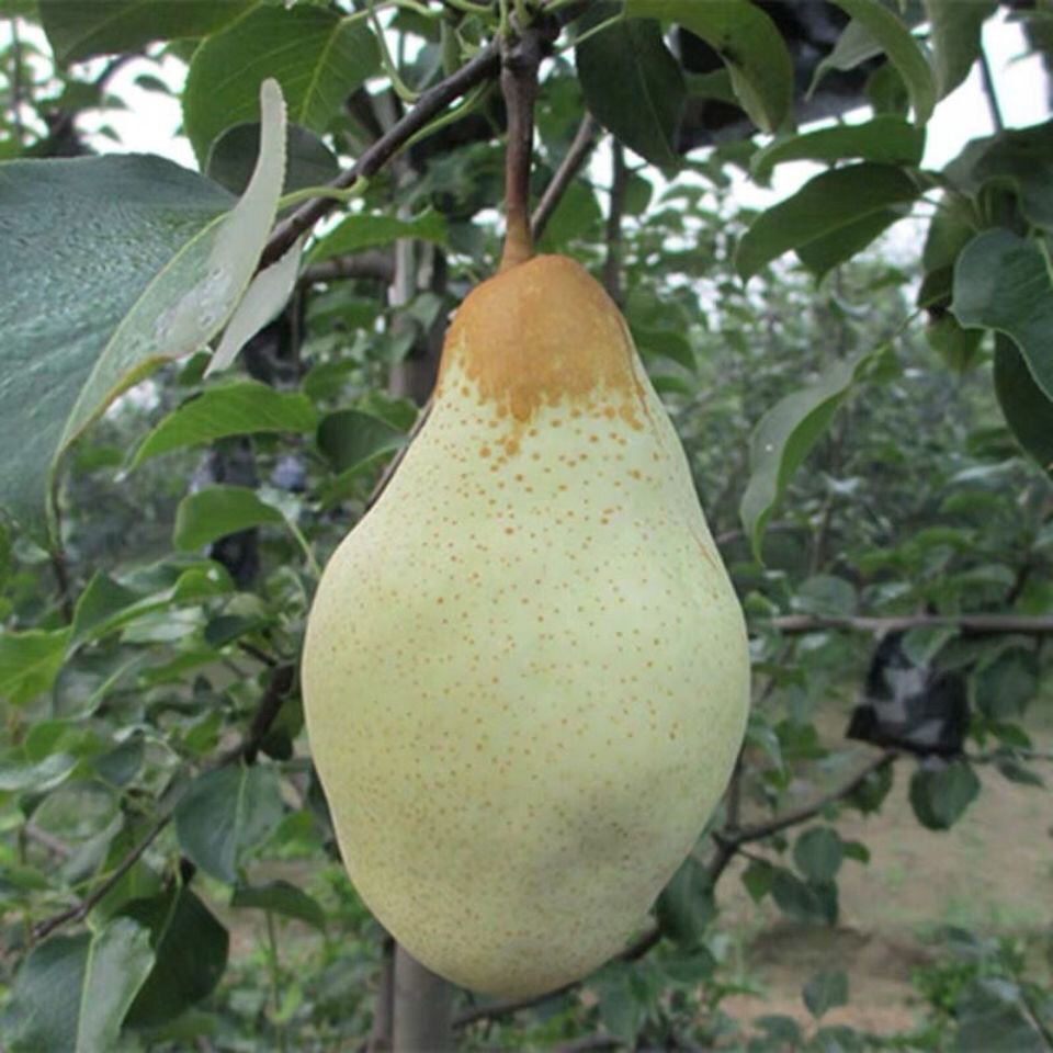 贵妃梨3/5/10斤【软了可以吸果汁的梨子】梨 太婆梨油瓶梨 香蕉梨 10