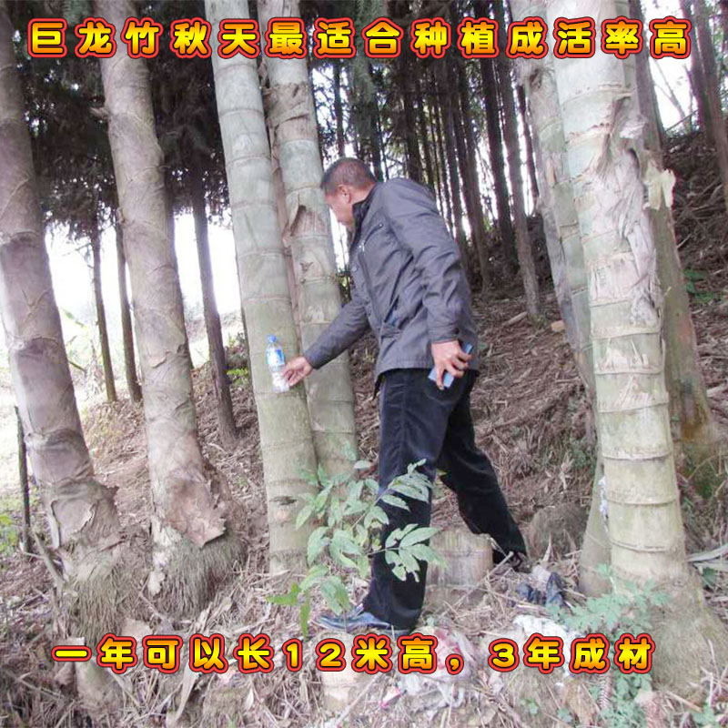 大型巨龙竹竹子苗巨龙竹竹苗楠竹竹笋苗庭院室外种植毛竹苗竹鞭苗