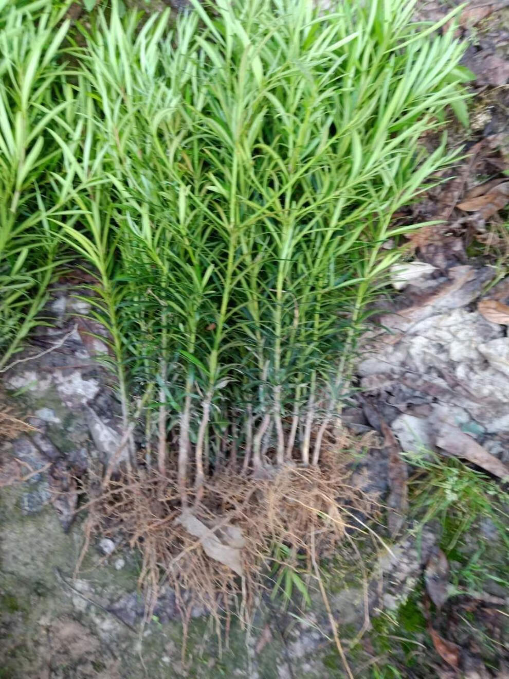 地艺罗汉松树苗雀舌罗汉松苗罗汉松盆栽罗汉松120150公分高