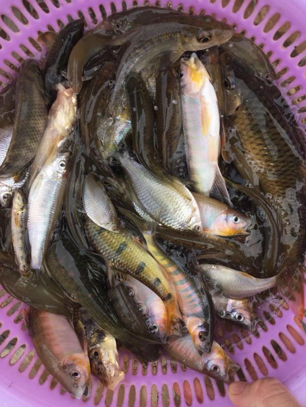 lism小河鱼河杂鱼河鲜山坑鱼味鲜万绿湖冰鲜河鱼顺丰