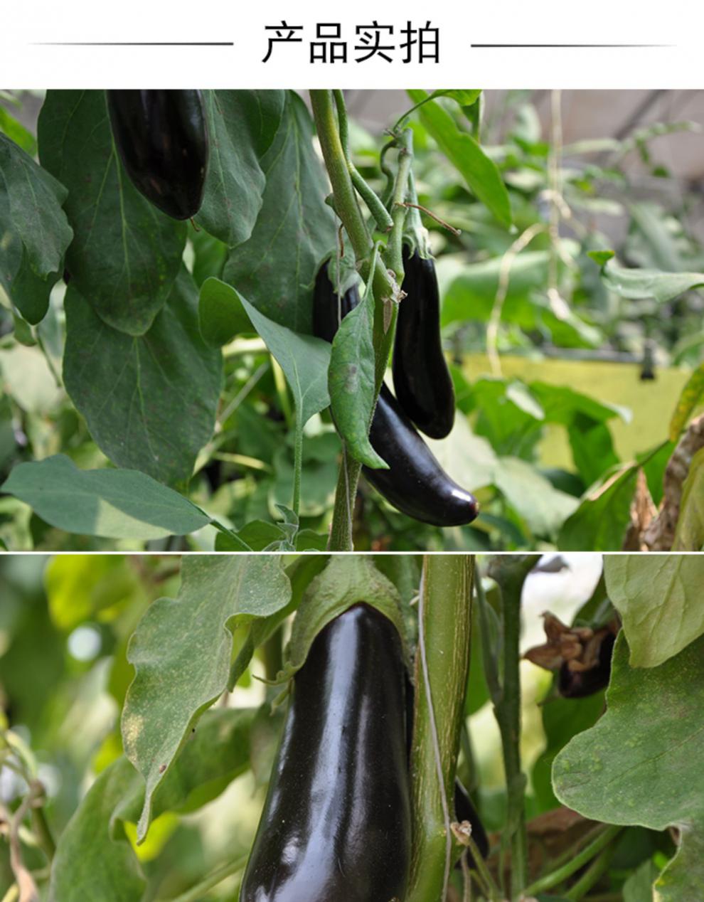 长茄子 新鲜蔬菜农家种植紫皮茄子口感细腻滑嫩茄子5斤 生鲜 10斤装