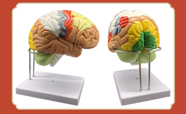 2021新款人体器官解剖模型大脑结构层次模块医院学校教学演示摆件可