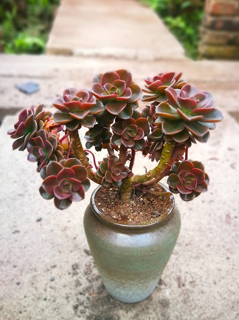 超大巧克力方砖老桩多肉植物新手萌肉肉悬崖桩绿植花卉 巧克力老桩高