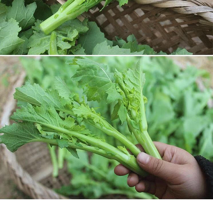 油菜苔新鲜时令蔬菜农家嫩青菜苔芸苔菜心苔5斤 9斤