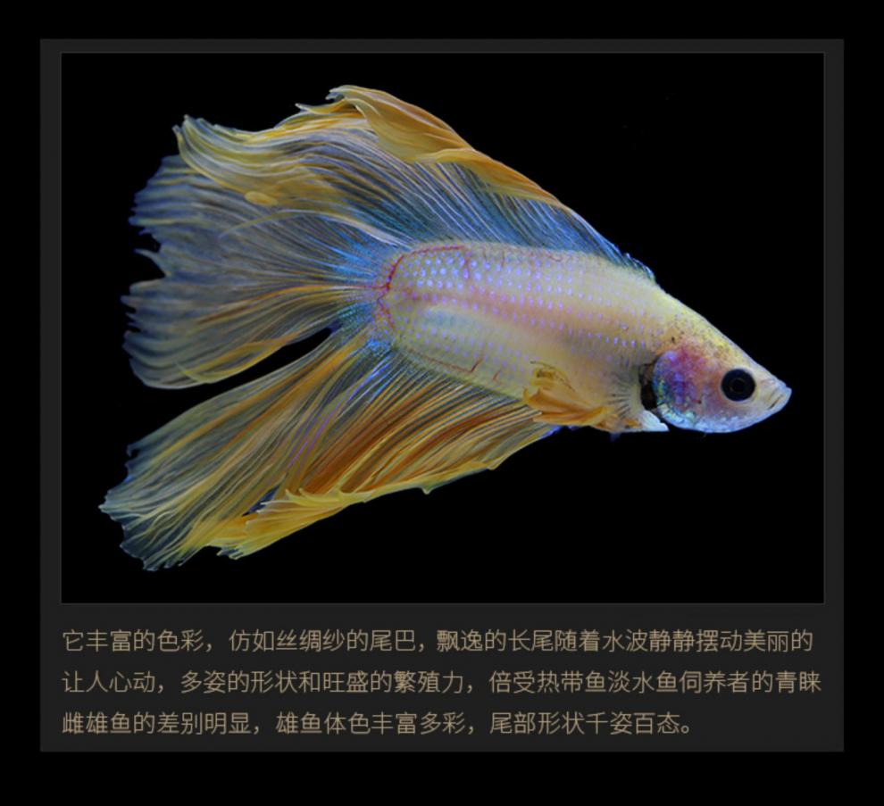 泰国斗鱼马尾狮王半月母斗鱼观赏鱼热带鱼活体宠物淡水鱼鱼缸 狮王公