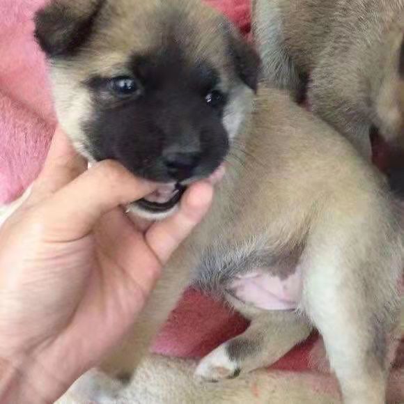 京东推荐荣郁土狗活体活物苗幼犬大型中华田园犬农村看家护院领养幼崽