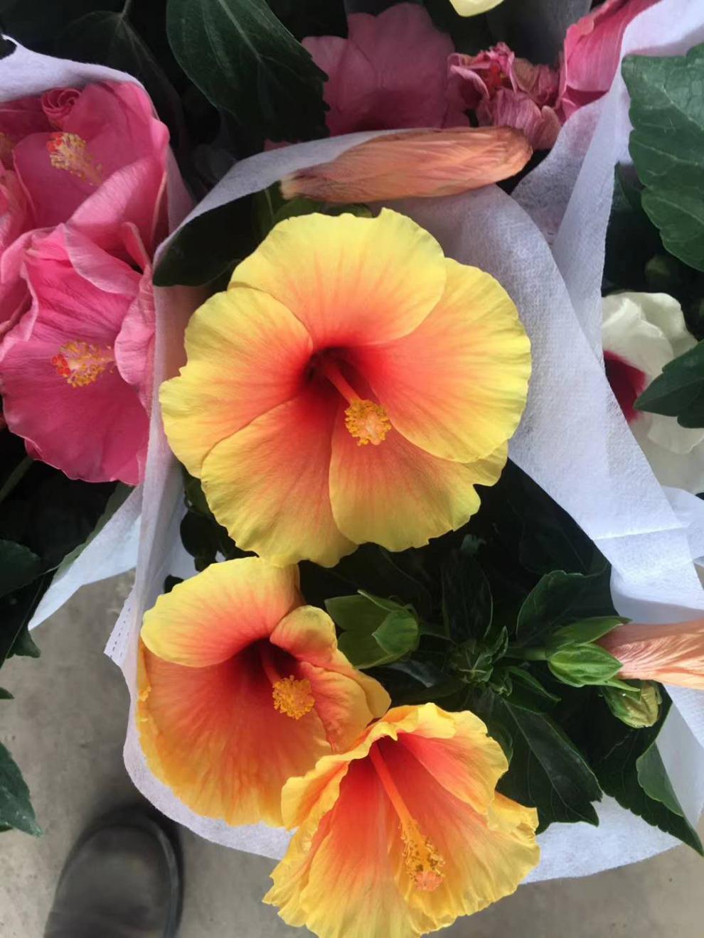 大花木槿重瓣扶桑花朱槿耐热喜阳多年生木本植物 渐变橙色单瓣木槿 含