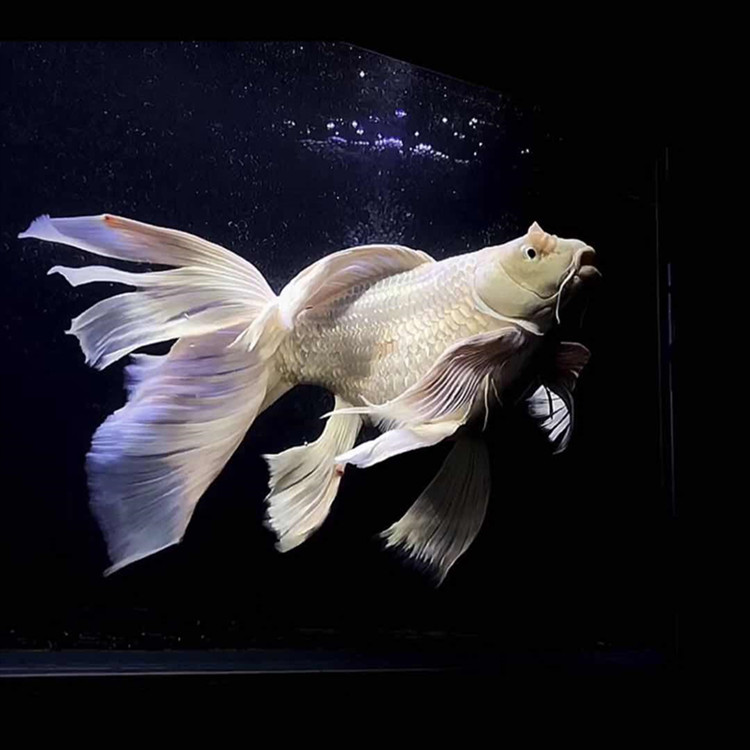 台湾球体蝴蝶鲤石膏白冷水鱼苗大鳍大尾短身贵妃球体蝴蝶锦鲤活体 短
