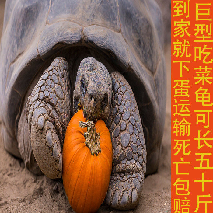 巨型吃菜龟活体宠物温顺小乌龟活体下蛋龟乌龟蛋繁殖素食活泼 单身