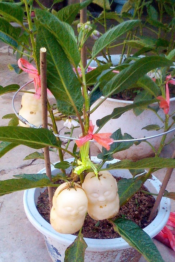 以默(yimo)人参果苗 人 盆栽人参果树苗人生果水果树南方北方种植