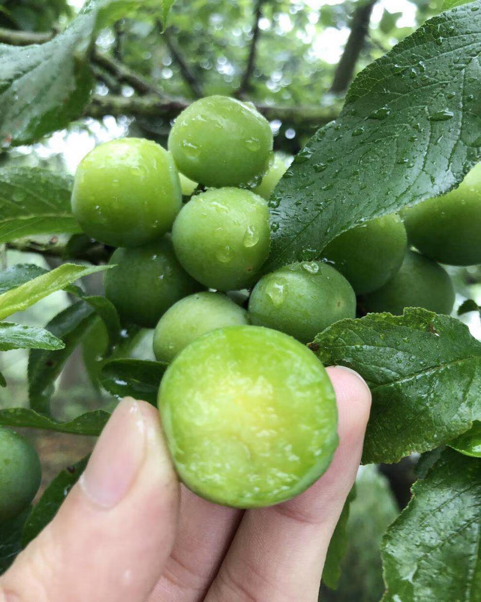 新鲜现货三月李酸脆三月李孕妇水果青李子珍珠李1斤装尝鲜