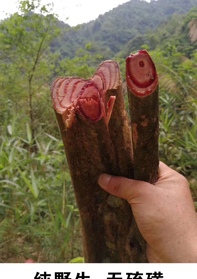 鸡血藤中药材纯野生广东煲汤料泡浸酒大血风藤鸡血屯500g天然一级