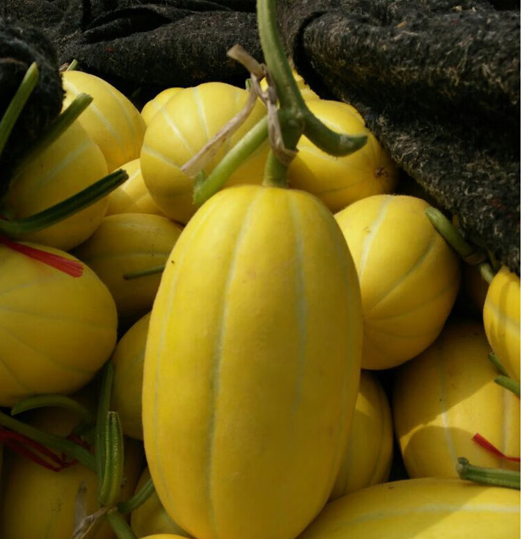 新鲜九道沟黄皮甜瓜5斤黄金道黄皮香瓜超甜脆整箱5斤