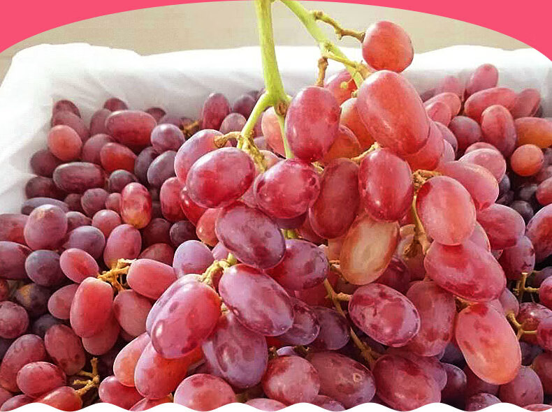 jd顺丰速运多地隔日达现货进口无籽红提新鲜水果2斤红提子葡萄孕妇