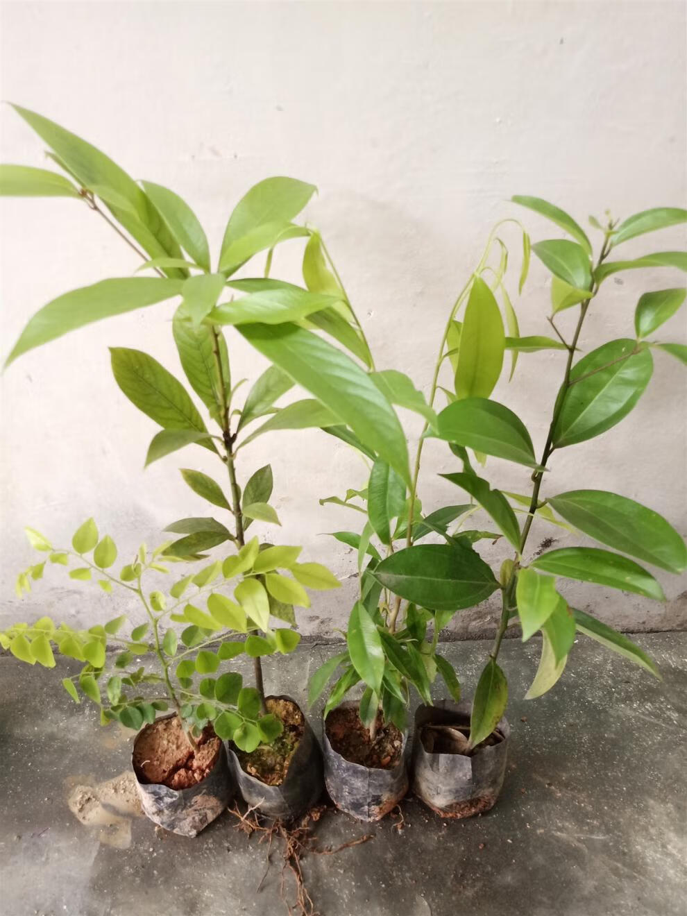 树苗哪里品种最正宗最好(沉香树苗哪里品种最正宗最好看) - 123植物网