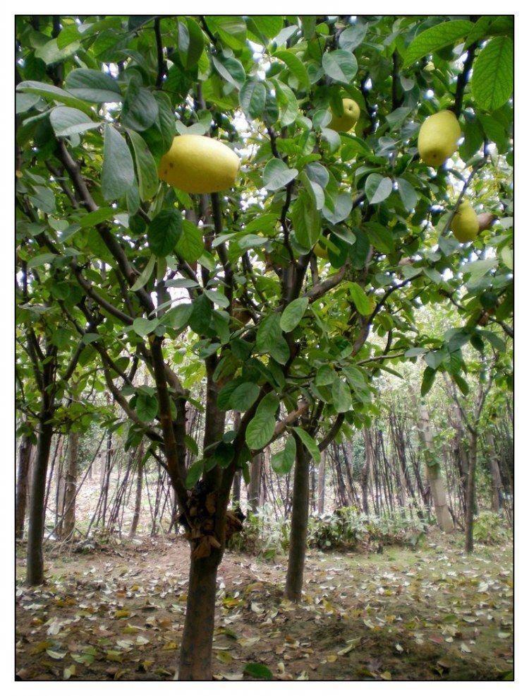 地艺 酸木瓜树苗光皮果树南北方种植盆栽地栽当年结果 【宣木瓜】 4年