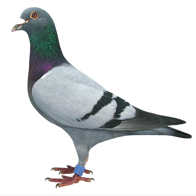 信鸽活体鸽子一对赛鸽观赏鸽包活种鸽幼鸽青年鸽肉鸽活物鸽子宠物古介