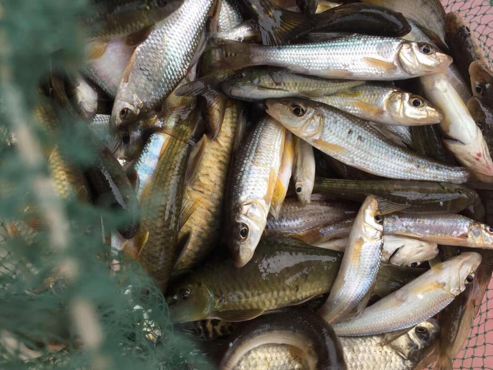 lism东江小河鱼河杂鱼河鲜小溪鱼山坑鱼味鲜原生态万绿湖3斤一份