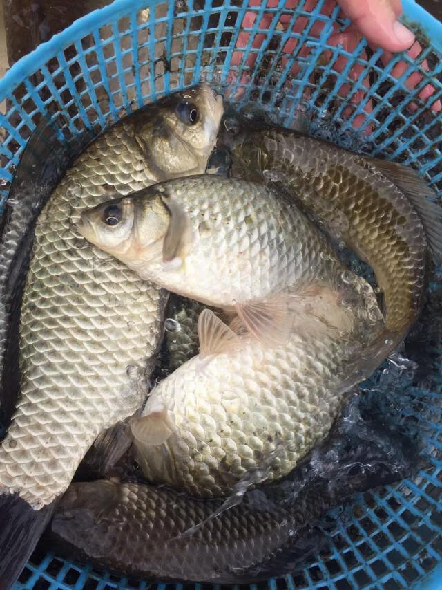 lism新鲜鲫鱼食品生鲫鱼河鲜水产淡水鱼新丰江万绿湖野白鲫鱼【图片