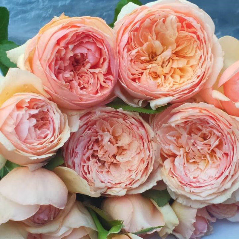 钻石玫瑰红钻月季花苗盆栽四季开花欧月浓香灌木阳台绿植物花卉 夏日