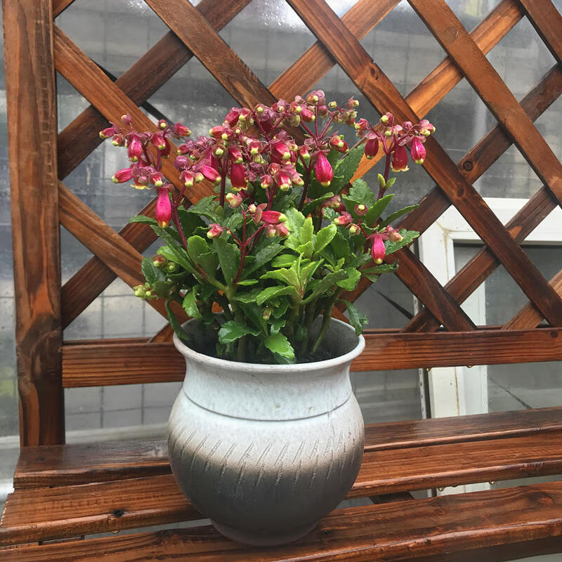 长寿宫灯盆栽带花长寿花植物花卉灯笼花宫灯长寿花盆栽 长寿宫灯 单瓣