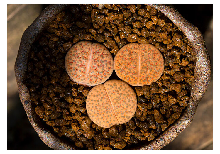 微纹玉生石花多肉植物萌肉肉屁股花屁屁室内小盆栽云南多肉橙微纹25年