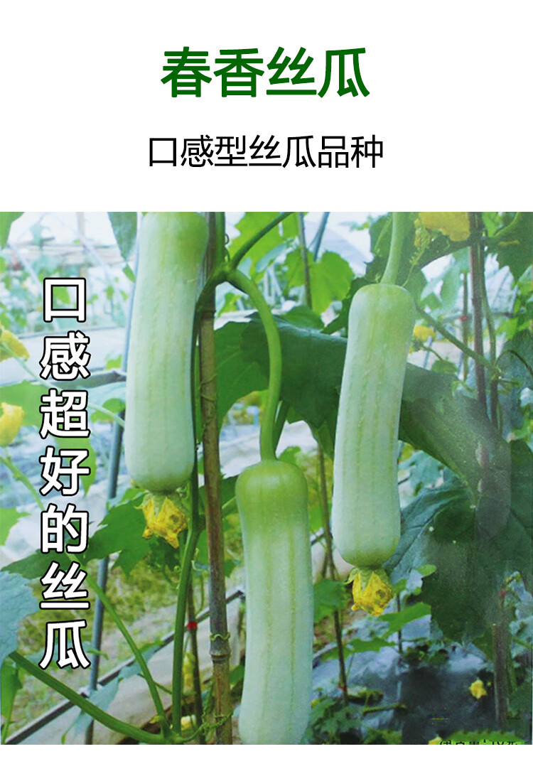 春香丝瓜种子白皮肉丝瓜种籽早熟高产耐寒耐热四季播农家蔬菜种孑清香