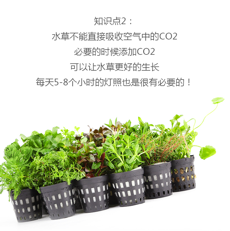 入门级造景前后景水草活体水草羽毛草小对叶小虎耳水罗兰小宝塔红松尾杯草水草液肥250ml 虎窝购