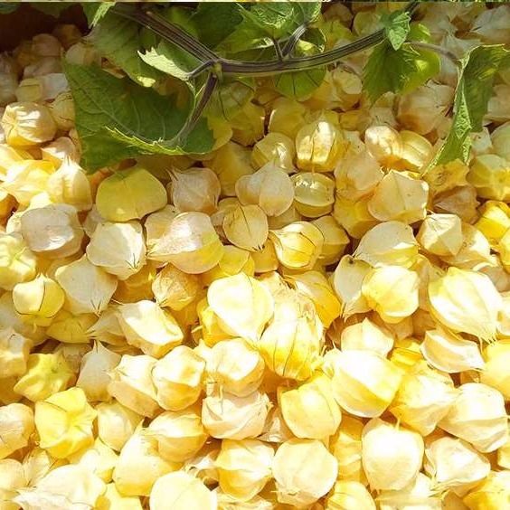 甄选优果 姑娘果新鲜现货精选姑娘果灯笼果水果产地直发菇娘果 半斤装