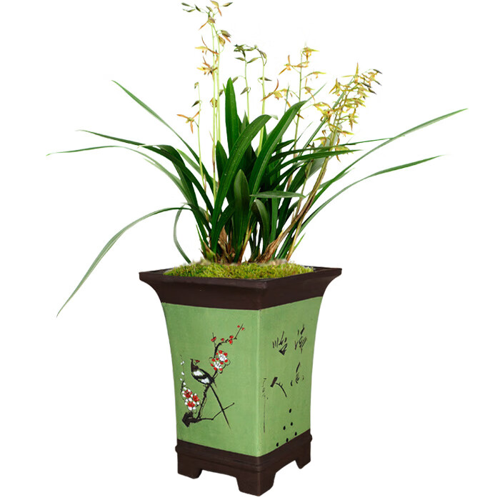 2022新款可狄kedi宜兴紫砂花盆兰花盆四方形高花盆悬崖式老桩盆中国风