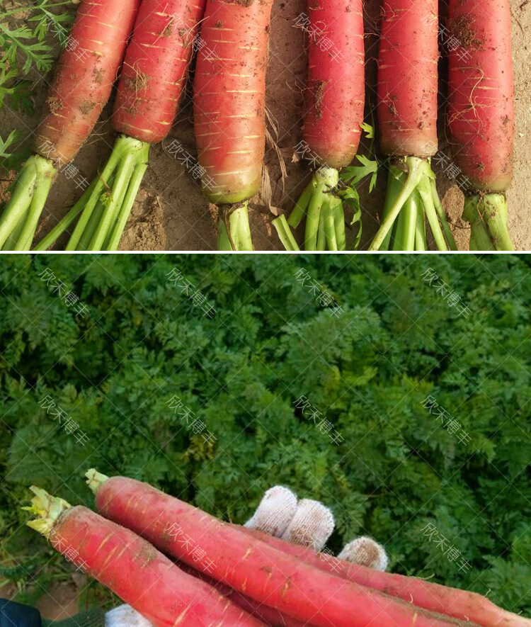 玫瑰红胡萝卜100克/桶装