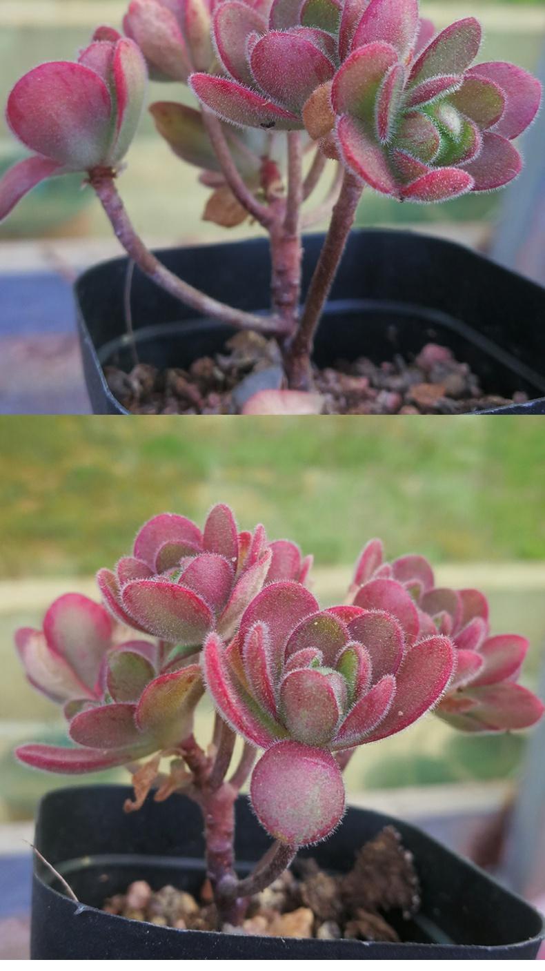 橄榄球玫瑰 多肉植物群生老桩 桑氏莲花掌 法师系 玫红色 橄榄球玫瑰