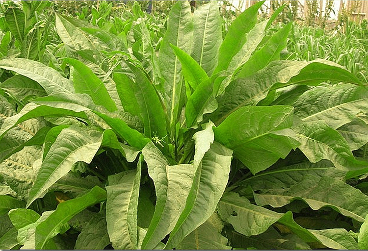 菊苣种籽牧草四季养殖再生畜牧草种多年生种子鸡鸭鹅猪牛羊鱼草籽